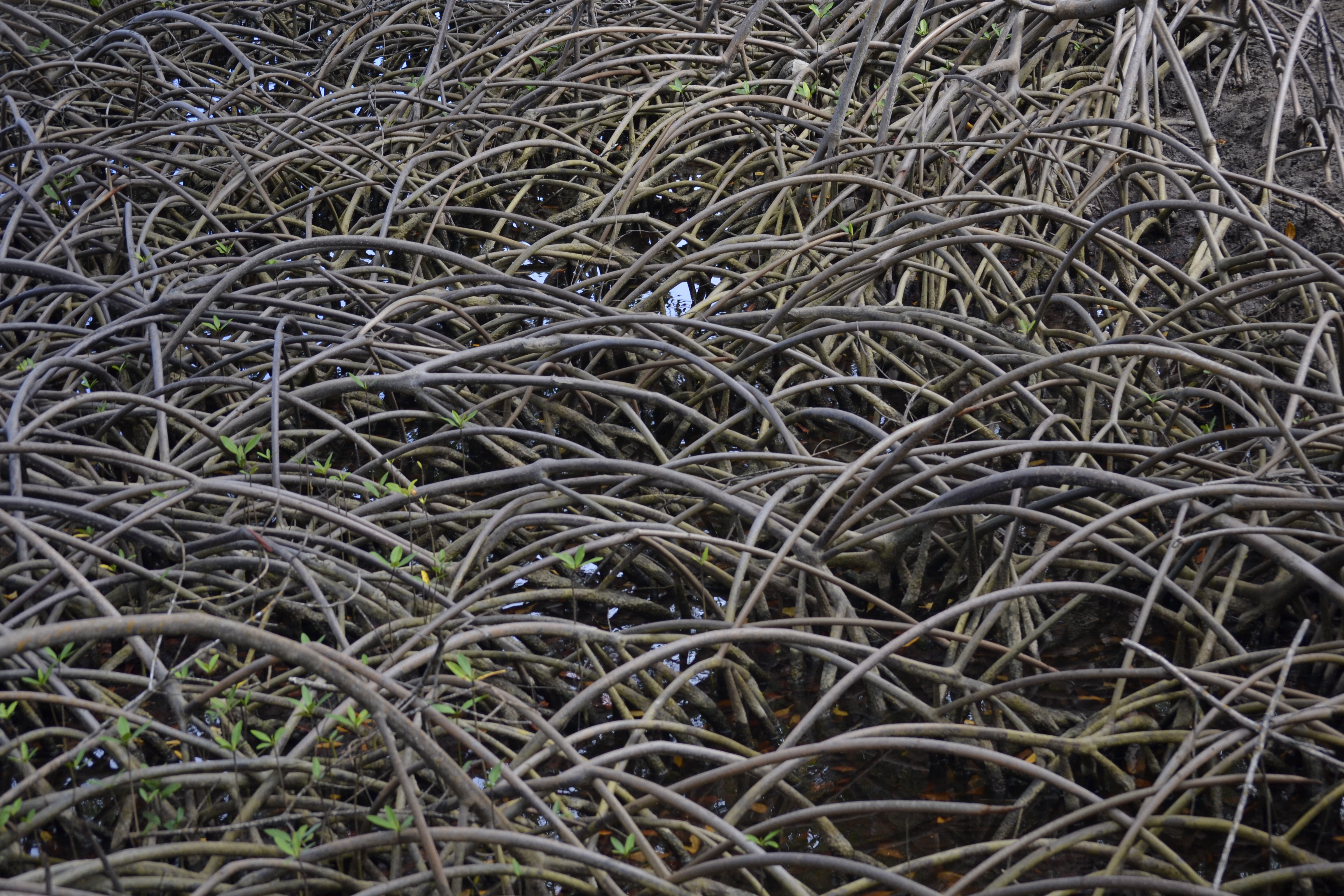 Múltiplas raízes de mangue.
