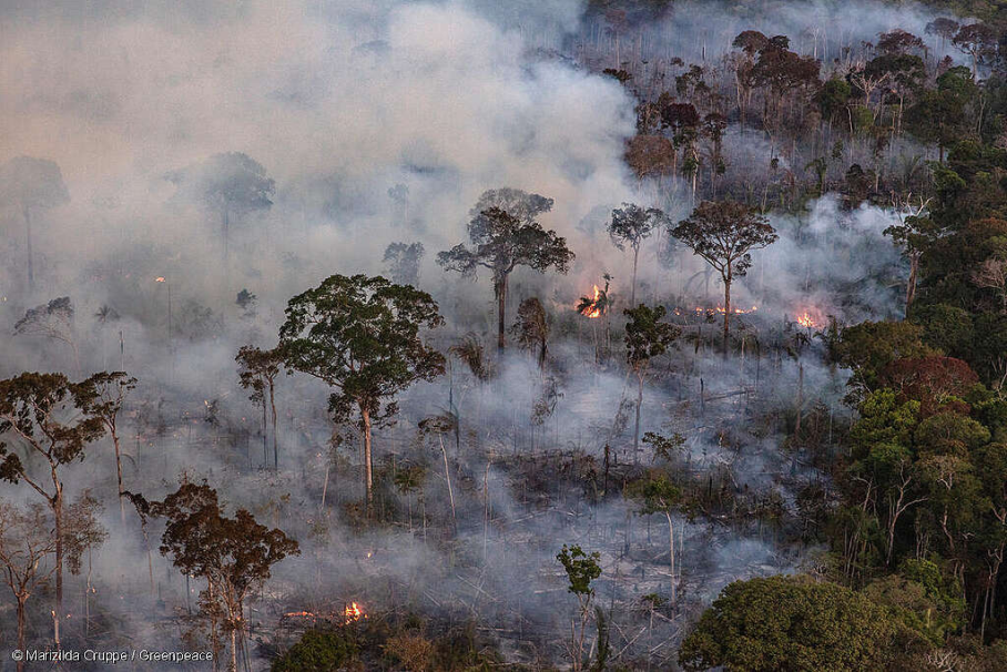 Área com árvores sendo queimadas