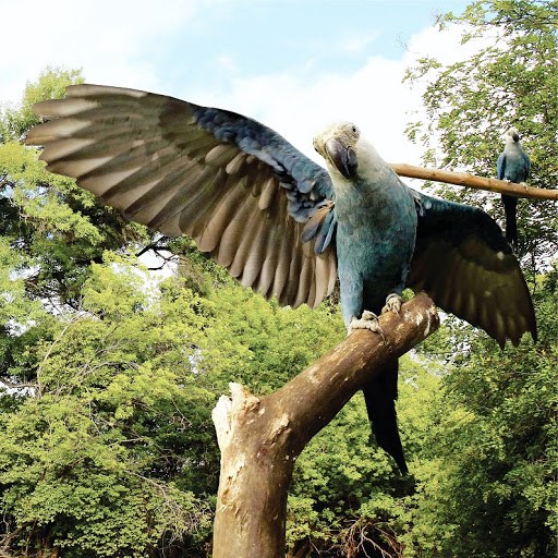 Ave ararinha-azul é considerada uma das espécies mais ameaçadas do mundo