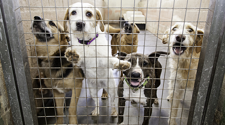 cachorros em situação de vulnerabilidade atrás de grades