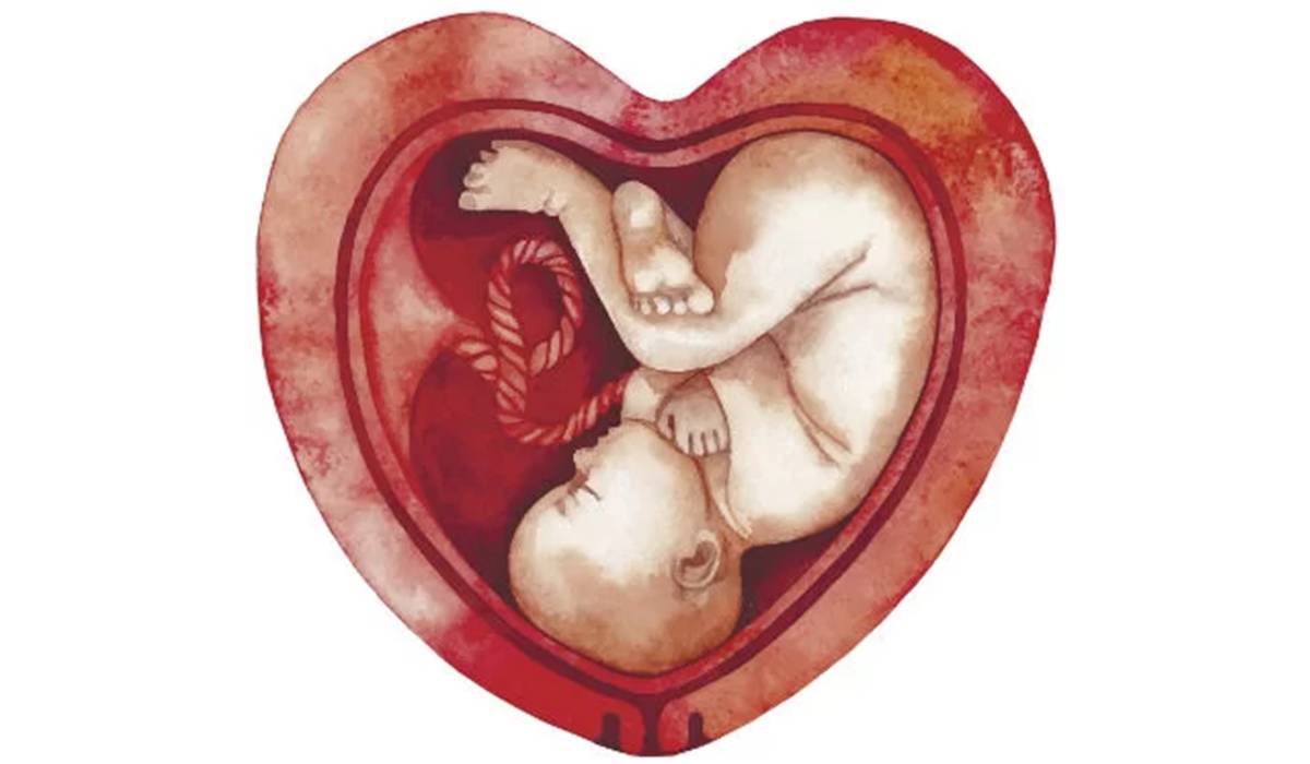 Ilustração de feto no útero em forma de coração - Foto: Getty Images