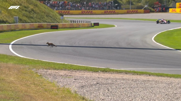Raposa no circuito da Holanda, com Charles Leclerc no fundo. Foto: Divulgação/@F1 no X