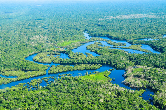 Floresta Amazônica 