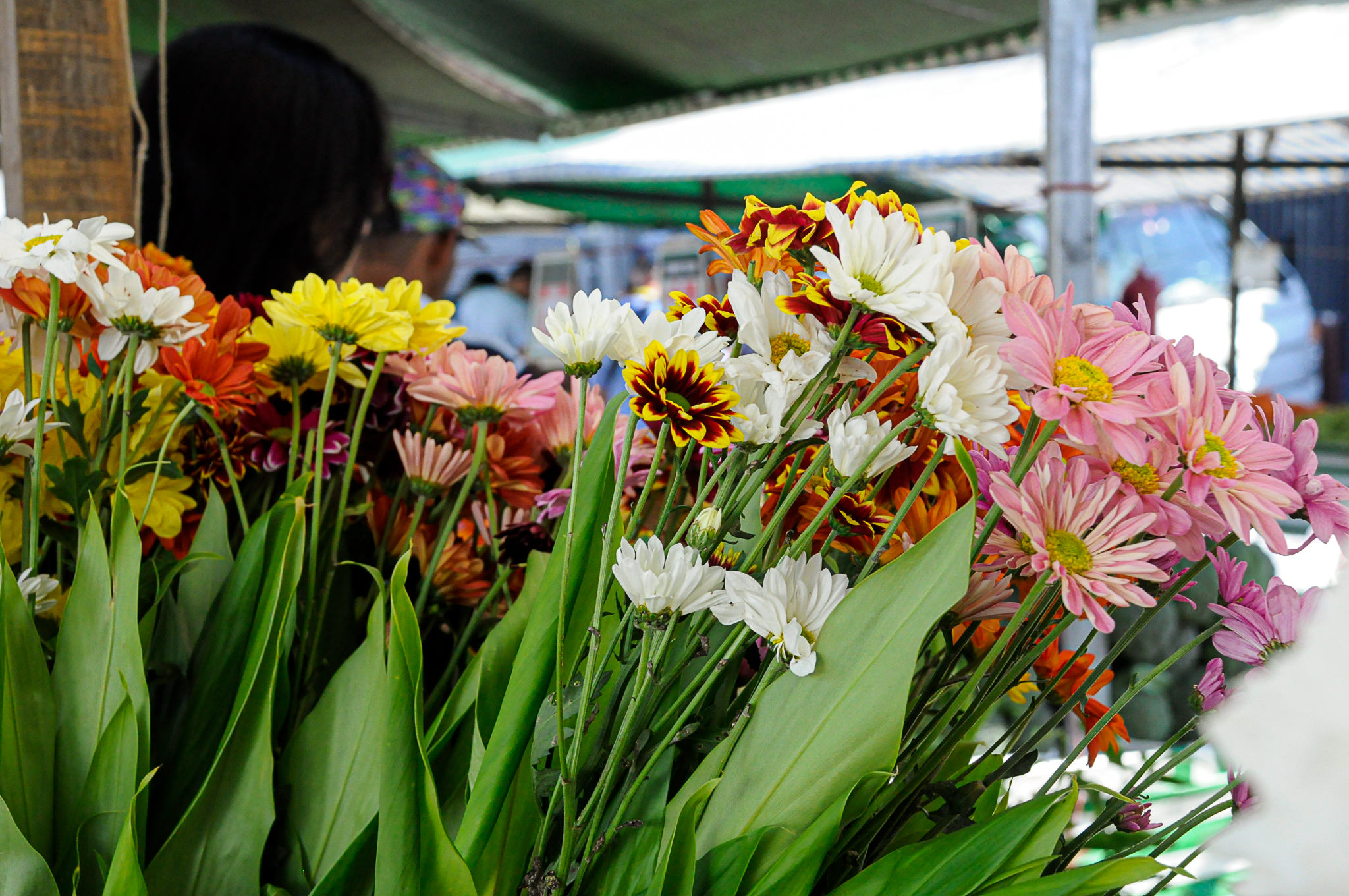 Entre frutas e verduras um respiro delicado: o corredor das flores.