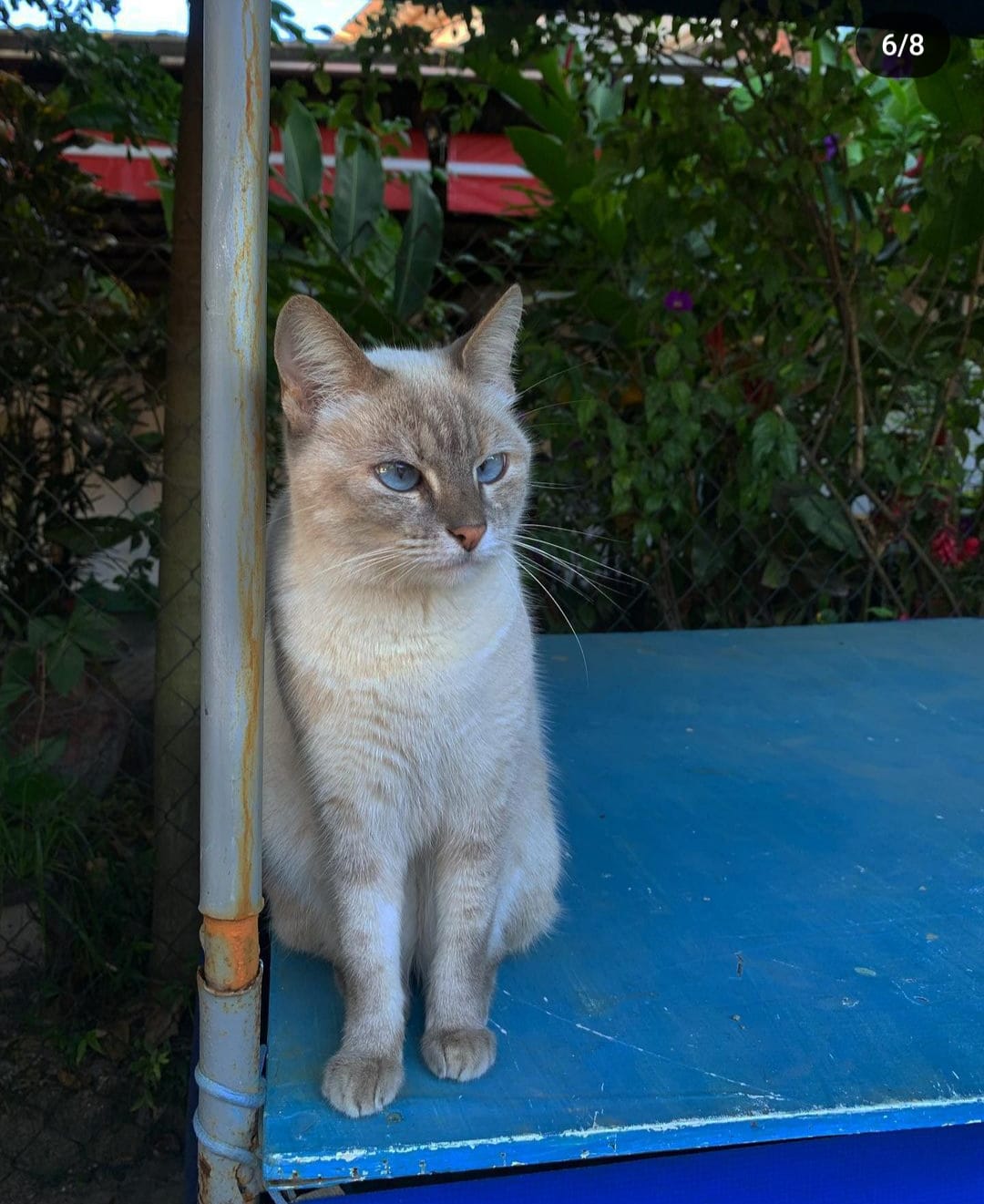 gato diagnosticado com depressão em seu "lugar de isolamento"