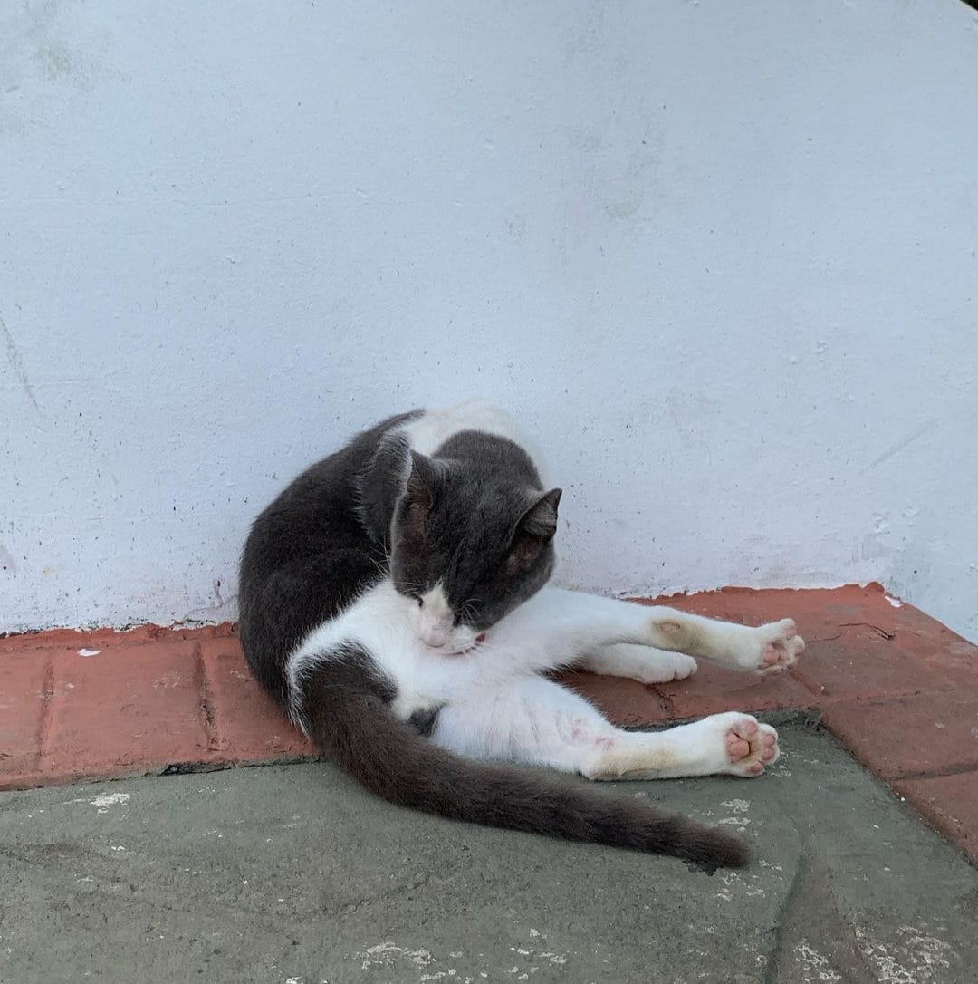 gato desconhecido em um lugar completamente isolado de tudo e de todos