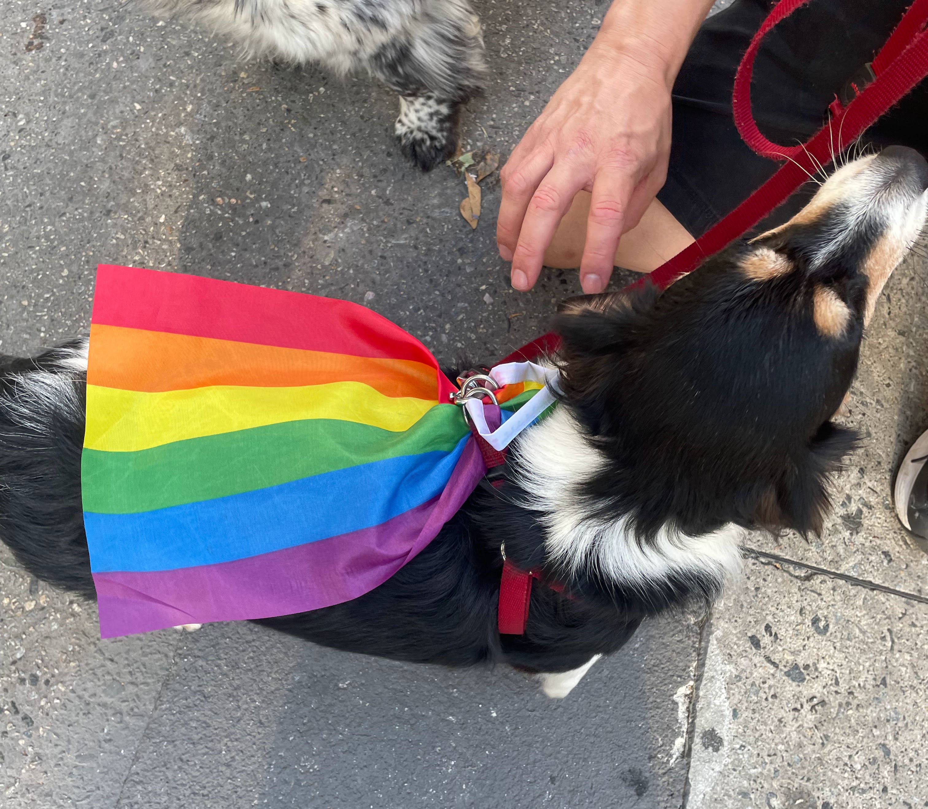 Stela, cachorra com mini bandeira LGBT+ na Parada do Orgulho. Foto: Juliana Bertini de Paula