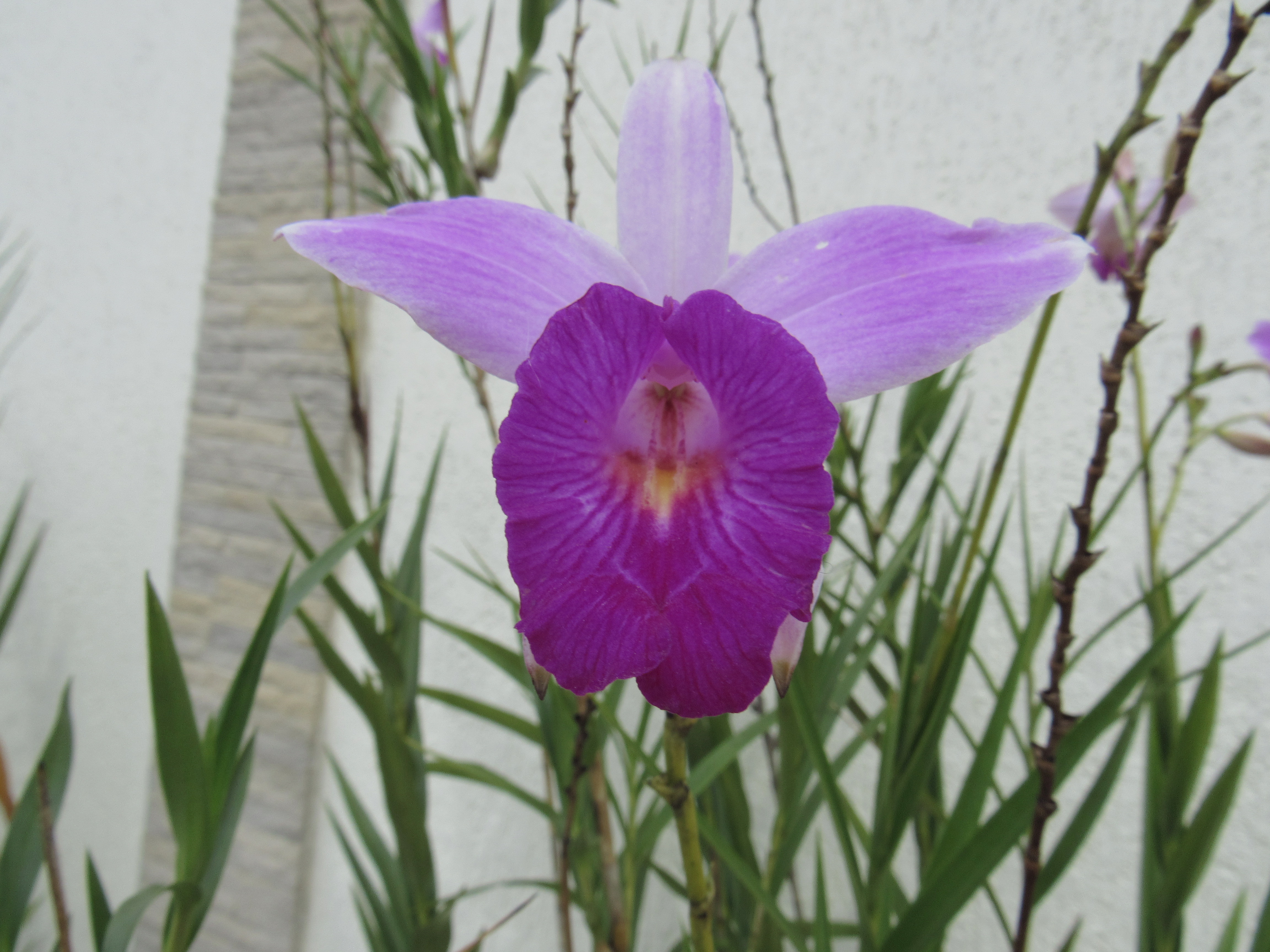 Orquídea roxa