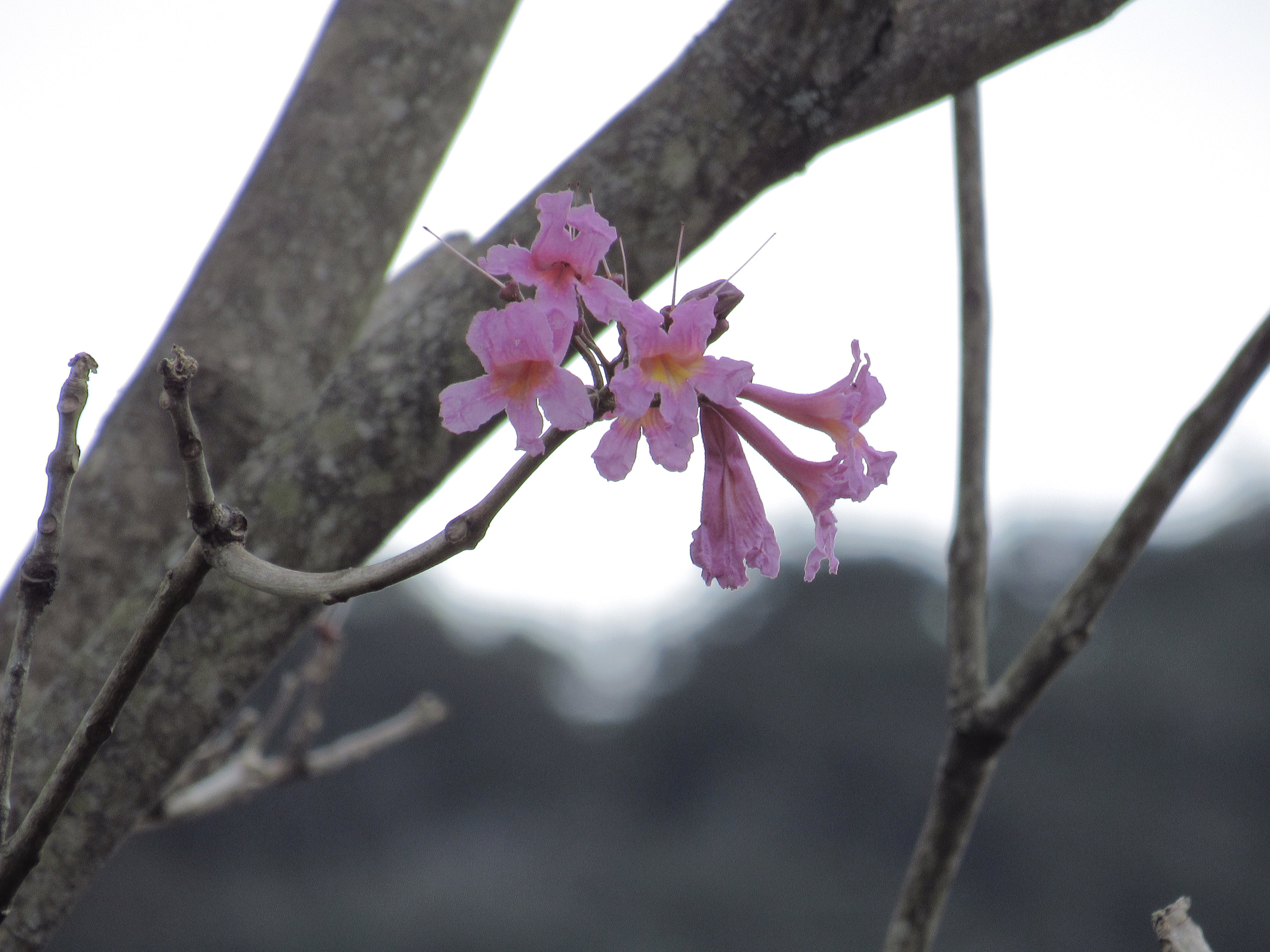 Flor do Ipê