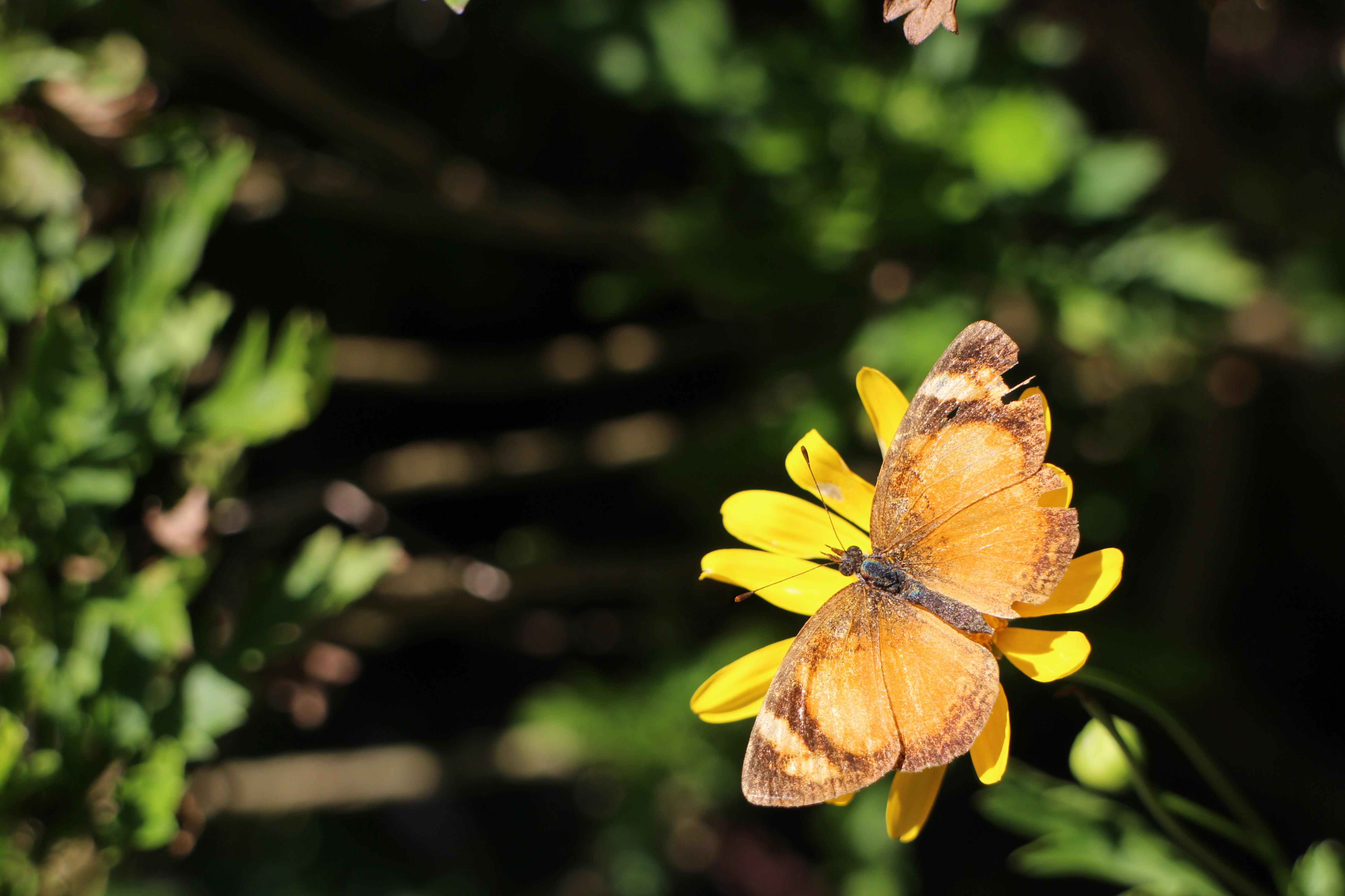 borboleta