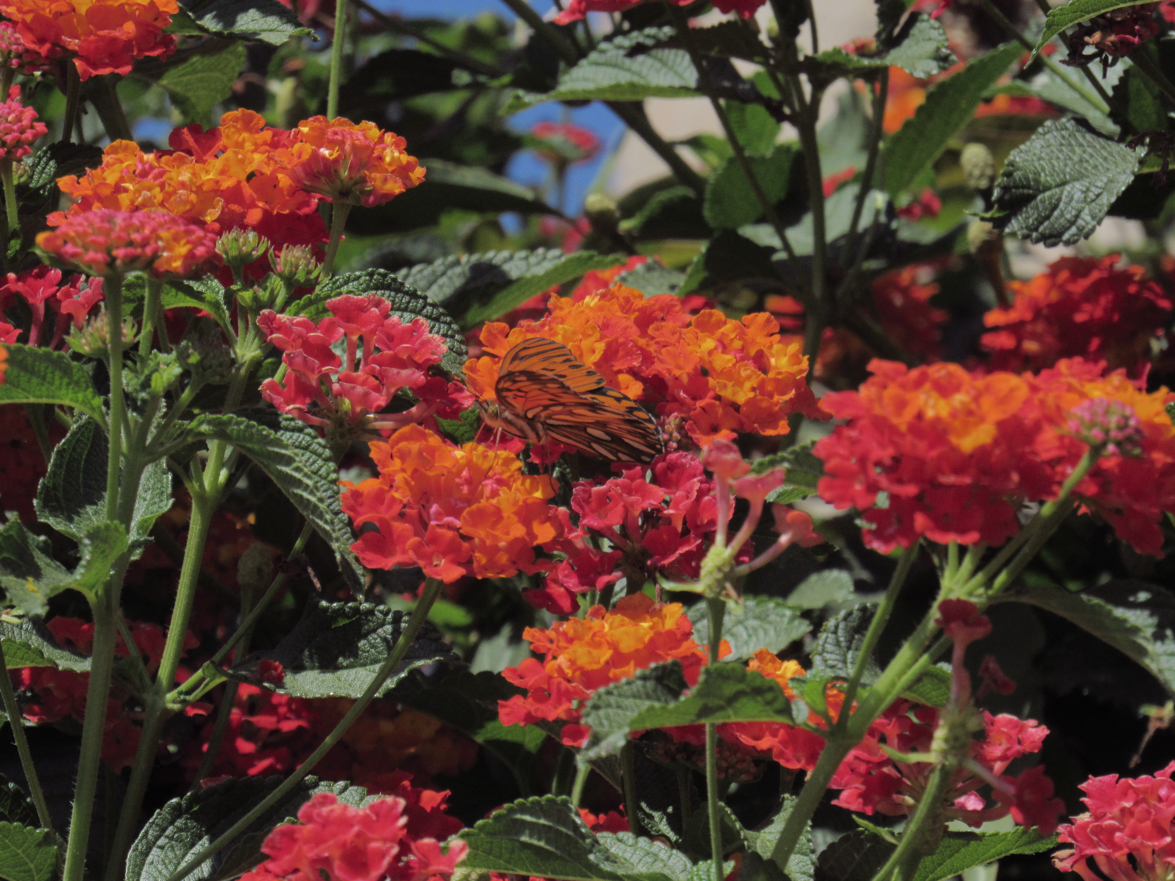 flores vermelhas com folhas