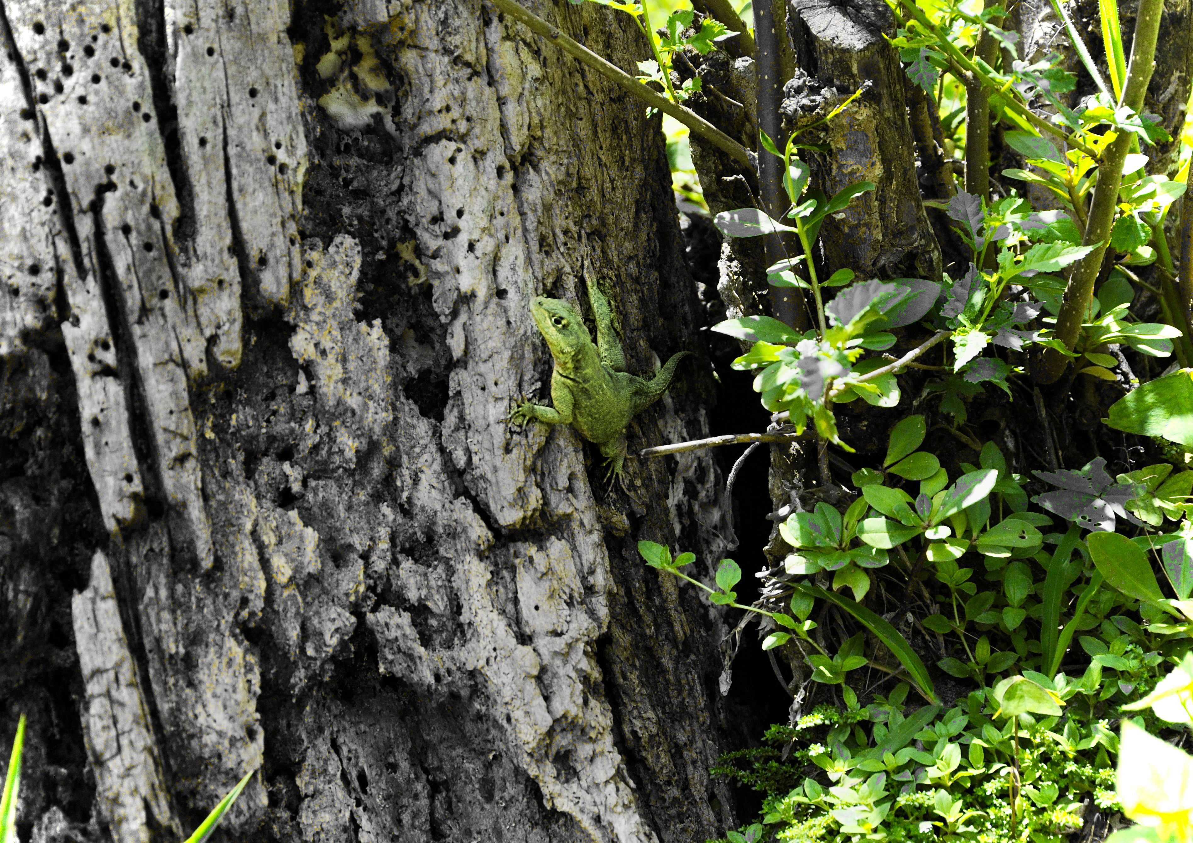 Os lagartos se alimentam de insetos e pequenos invertebrados, essenciais para o equilíbrio ecológico até nos centros urbanos.