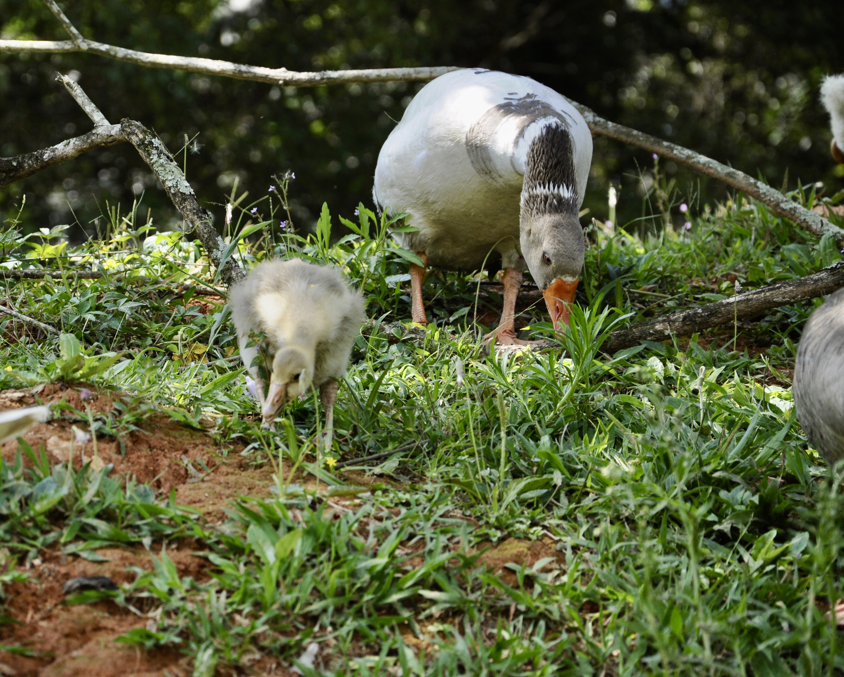 Patinhos aprendem rápido. Nos primeiros dias de vida já conseguem nadar e seguir a mãe em longas caminhadas até encontrar água.