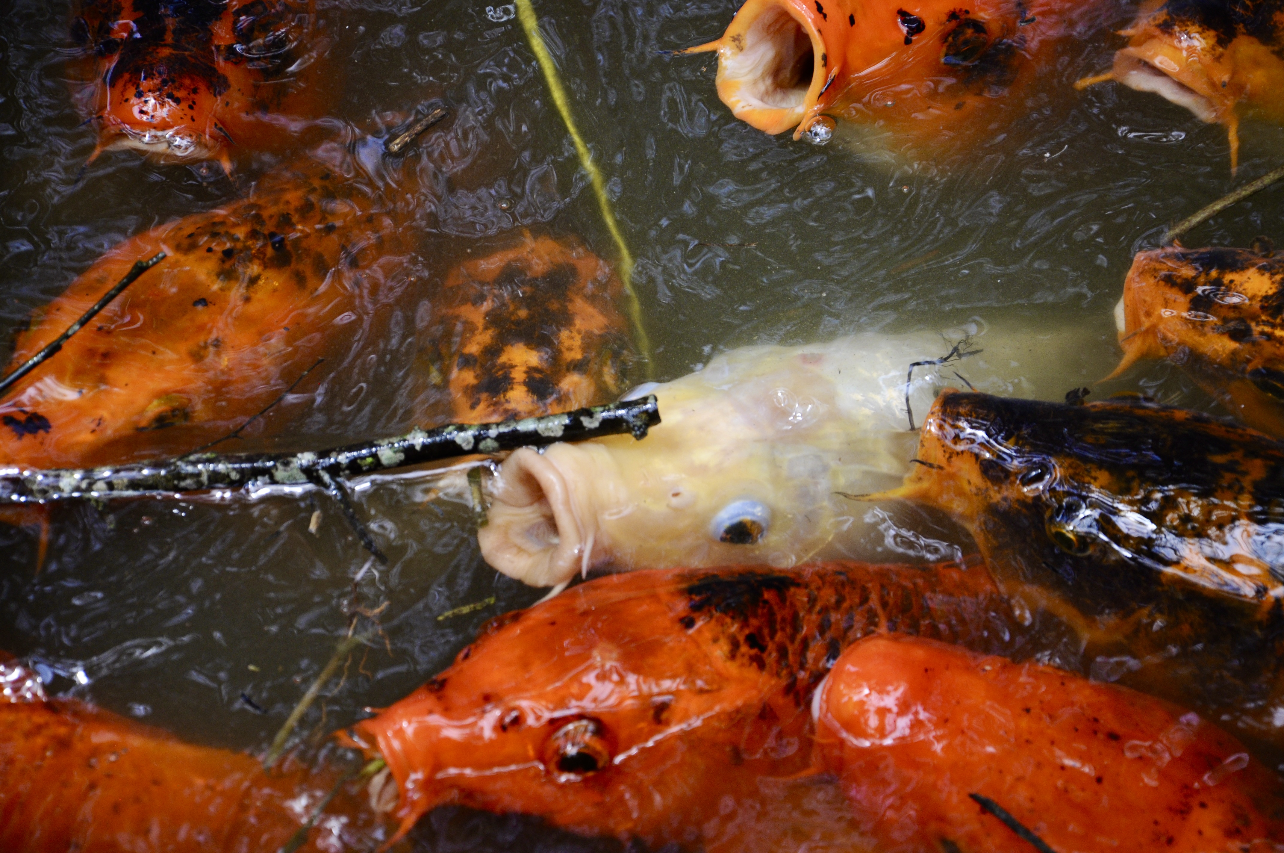 Coloridas e serenas, as carpas não são só ornamentais. Elas ajudam a controlar algas e pequenos organismos, mantendo o equilíbrio dos lagos artificiais.