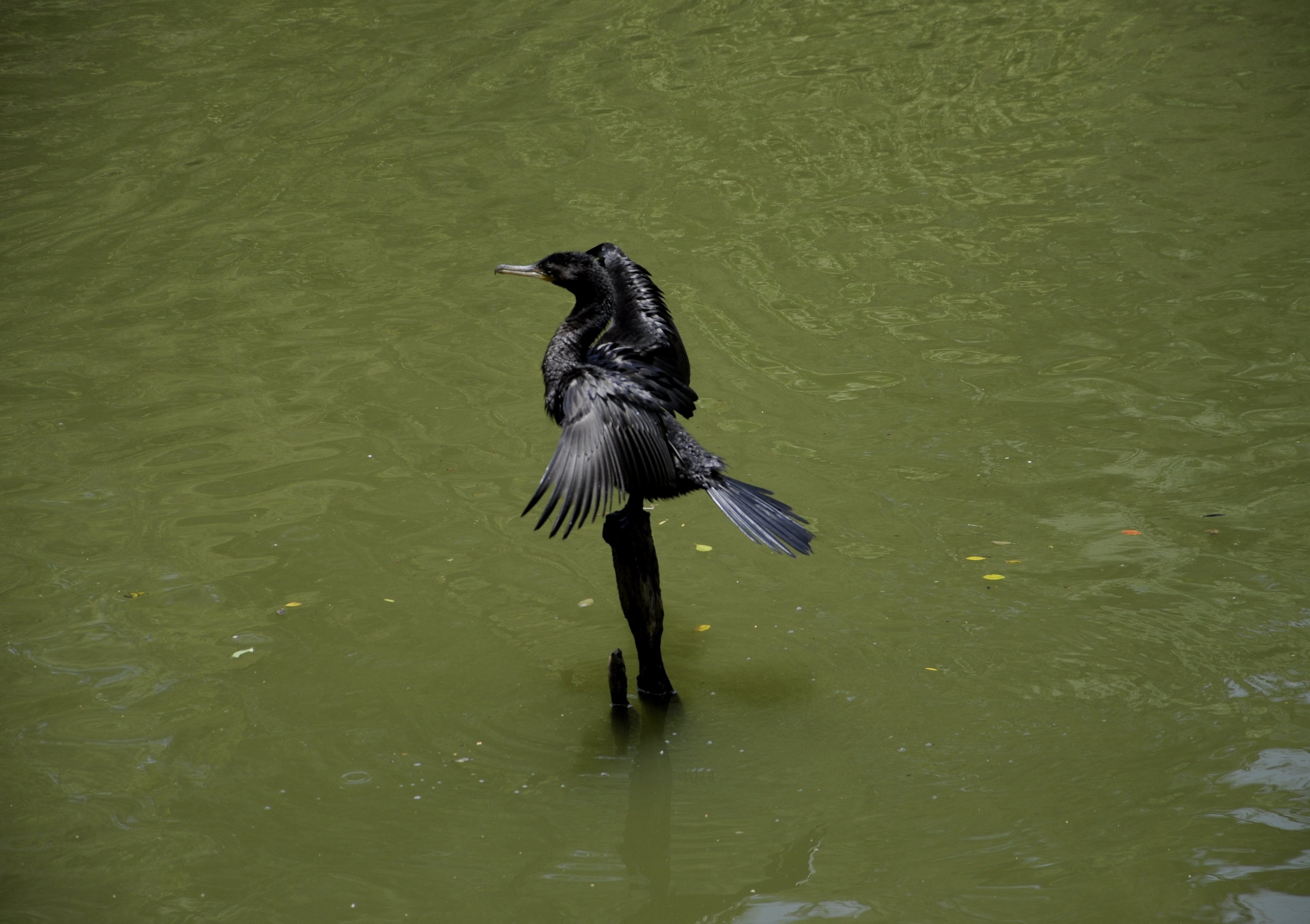 O mergulhão observa o reflexo da luz e escolhe o ângulo certo para capturar peixes sem perder tempo.