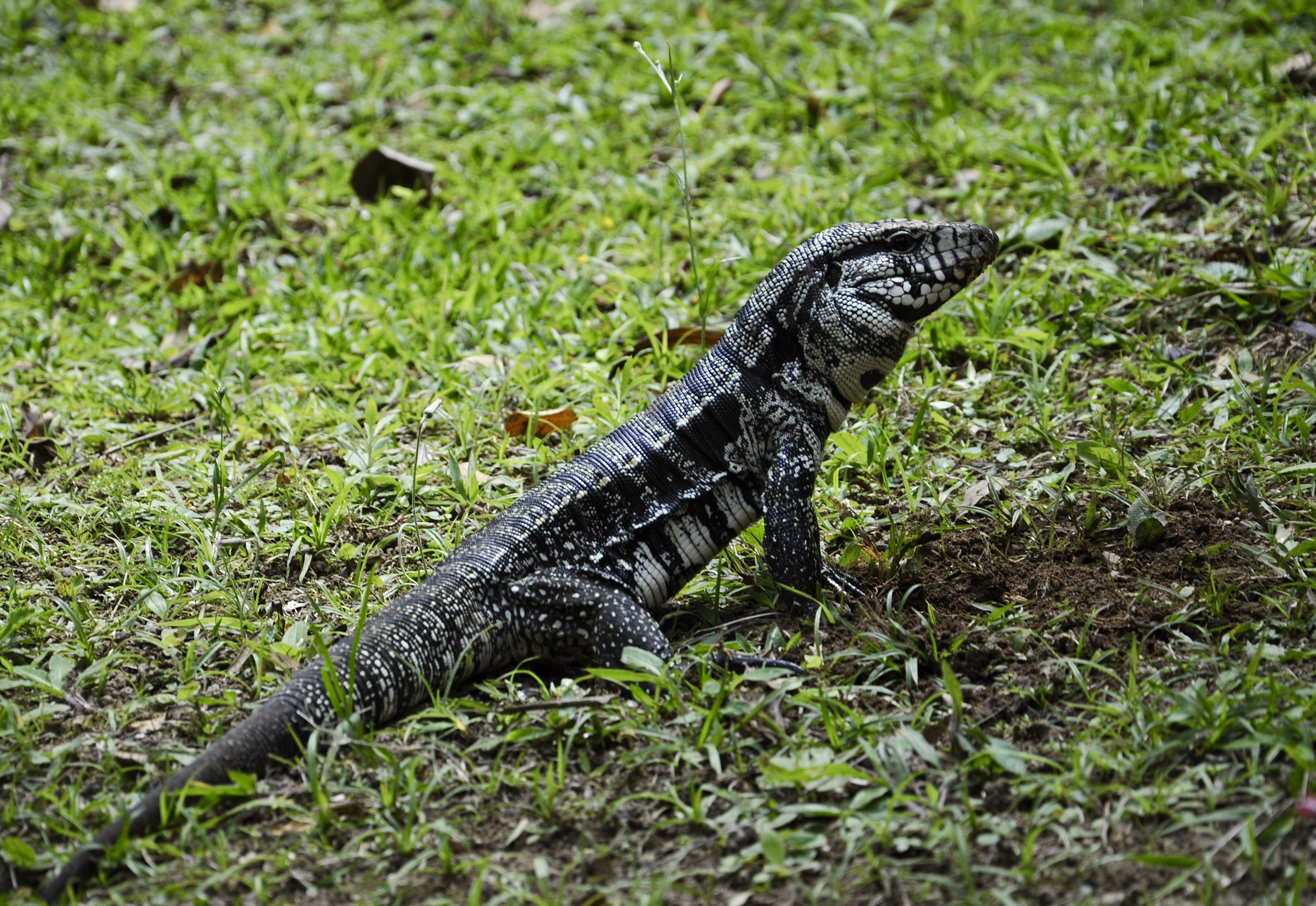 Em várias cidades, teiús vivem próximos a parques e córregos e seguem discreta convivência com humanos.